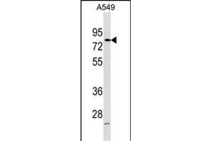 FRMD3 Antibody (Center) (ABIN1538187 and ABIN2850005) western blot analysis in A549 cell line lysates (35 μg/lane). (FRMD3 anticorps  (AA 250-279))