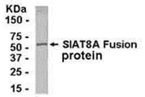 Western Blotting (WB) image for anti-ST8 alpha-N-Acetyl-Neuraminide alpha-2,8-Sialyltransferase 1 (ST8SIA1) (AA 4-18) antibody (ABIN2468180) (ST8SIA1 anticorps  (AA 4-18))