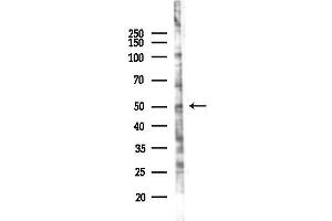anti-SPARC Related Modular Calcium Binding 2 (SMOC2) antibody