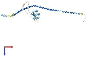 AlphaFold protein structure predicition of Human Recombinant IFT57 Protein, UniprotID Q9NWB7
