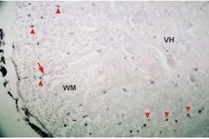 Expression of Neurotrophin 4 in mouse spinal cord - Immunohistochemical staining of mouse spinal cord using Anti-Neurotrophin 4 (NT-4) Antibody (ABIN7043393 and ABIN7044750).