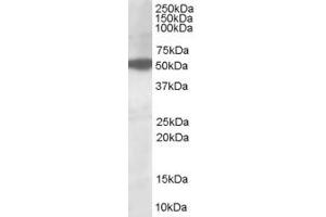ABIN185314 (1µg/ml) staining of HepG2lysate (35µg protein in RIPA buffer). (AKT3 anticorps  (AA 119-133))