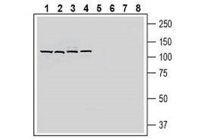 Western blot analysis of rat brain membranes (lanes 1 and 5), mouse brain membranes (lanes 2 and 6), rat small intestine lysate (lanes 3 and 7) and rat liver membranes (lanes 4 and 8): - 1-4.