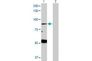Western Blot analysis of EIF2AK1 expression in transfected 293T cell line by EIF2AK1 MaxPab polyclonal antibody. (EIF2AK1 anticorps  (AA 1-630))