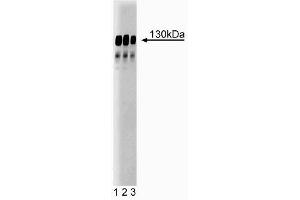 GRIP1 anticorps  (AA 877-1067)