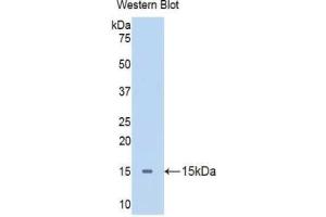 Western blot analysis of the recombinant protein. (Apelin anticorps  (AA 19-77))