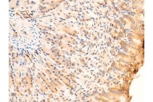 ABIN6267071 at 1/100 staining mouse gastric tissue sections by IHC-P.