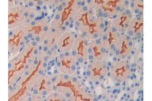 Detection of OXTR in Mouse Kidney Tissue using Polyclonal Antibody to Oxytocin Receptor (OXTR) (Oxytocin Receptor anticorps  (AA 6-75))