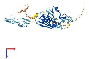 AlphaFold protein structure predicition of Human Recombinant ITGB1BP2 Protein, UniprotID Q9UKP3