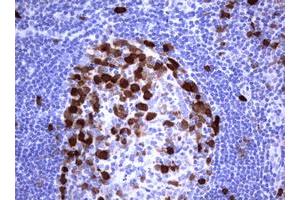 Image no. 2 for anti-Thymidylate Synthetase (TYMS) antibody (ABIN1501589) (TYMS anticorps)