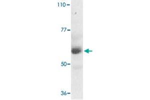Western blot analysis of TRAF3IP2 expression in human placenta tissue lysate with TRAF3IP2 polyclonal antibody  at 1 ug /mL . (TRAF3IP2 anticorps  (AA 554-568))