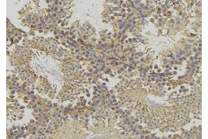 ABIN6277813 at 1/100 staining Mouse testis tissue by IHC-P. (GLUL anticorps  (C-Term))