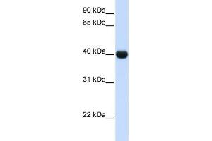 WB Suggested Anti-ADH1A Antibody Titration:  0. (ADH1A anticorps  (N-Term))