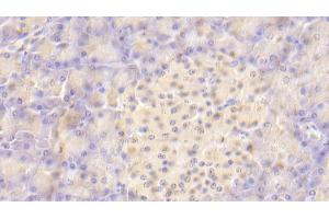 Detection of VTCN1 in Human Pancreas Tissue using Polyclonal Antibody to V-Set Domain Containing T-Cell Activation Inhibitor 1 (VTCN1)