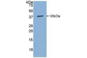 Detection of Recombinant ANXA5, Gallus using Polyclonal Antibody to Annexin V (ANXA5) (Annexin V anticorps  (AA 1-321))
