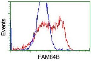 HEK293T cells transfected with either RC207996 overexpress plasmid (Red) or empty vector control plasmid (Blue) were immunostained by anti-FAM84B antibody (ABIN2453037), and then analyzed by flow cytometry. (FAM84B anticorps)