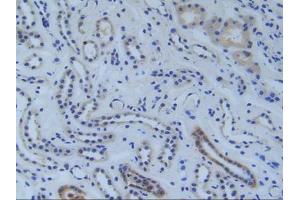 IHC-P analysis of Human Kidney Tissue, with DAB staining. (RFTN1 anticorps  (AA 288-520))
