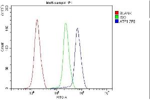 Flow Cytometry analysis of K562 cells using anti- ATF1 antibody (ABIN7599192).