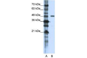 PPP1R8 antibody used at 1. (PPP1R8 anticorps)