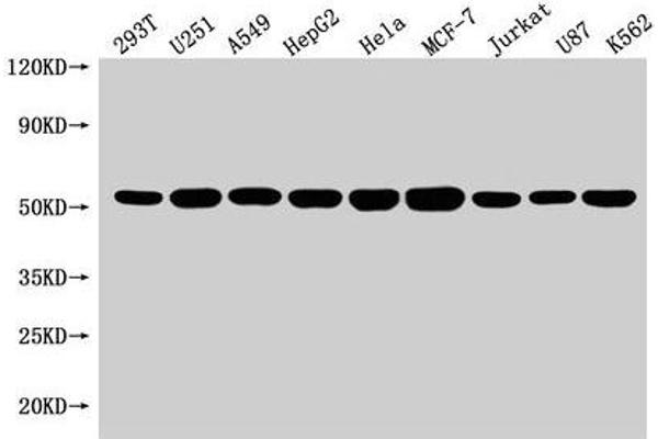 SLC25A24 anticorps  (AA 1-197)