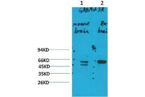 Western Blot (WB) analysis of 1) Mouse Brain Tissue, 2)Rat Brain Tissue with GABA A Receptor alpha3 Rabbit Polyclonal Antibody diluted at 1:2000. (GABRA3 anticorps)
