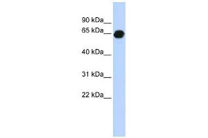 B3GALNT2 antibody used at 1 ug/ml to detect target protein. (B3GALNT2 anticorps  (Middle Region))