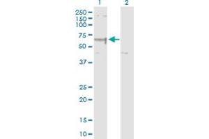 Western Blot analysis of ELP3 expression in transfected 293T cell line by ELP3 MaxPab polyclonal antibody. (ELP3/KAT9 anticorps  (AA 1-547))
