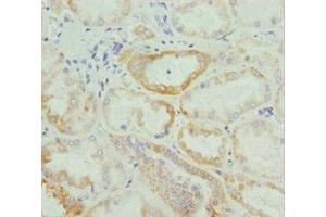 Immunohistochemistry of paraffin-embedded human kidney tissue using ABIN7161746 at dilution of 1:100 (NUAK2 anticorps  (AA 479-628))