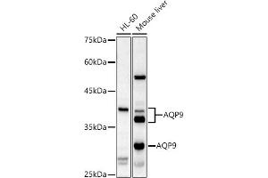 Western blot analysis of extracts of various cell lines, using  antibody (ABIN6133588, ABIN6137055, ABIN6137056 and ABIN6224634) at 1:1000 dilution. (AQP9 anticorps  (AA 50-150))