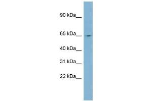 WB Suggested Anti-NEURL Antibody Titration:  0. (NEURL anticorps  (N-Term))