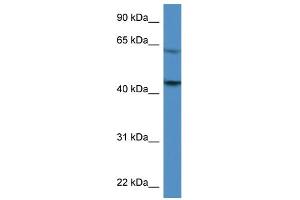 WB Suggested Anti-F2R Antibody Titration: 0. (PAR1 anticorps  (C-Term))