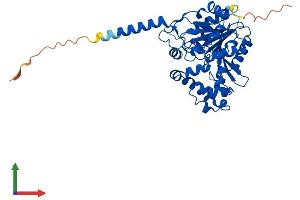 AlphaFold protein structure predicition of Mouse Recombinant Abhd1 Protein, UniprotID Q9QZC8