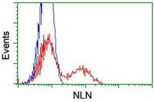 HEK293T cells transfected with either RC212447 overexpress plasmid (Red) or empty vector control plasmid (Blue) were immunostained by anti-NLN antibody (ABIN2455375), and then analyzed by flow cytometry. (NLN anticorps)