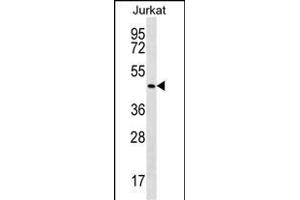 PK14 Antibody (Center /) (ABIN656420 and ABIN2845711) western blot analysis in Jurkat cell line lysates (35 μg/lane). (MAPK14 anticorps  (AA 158-192))