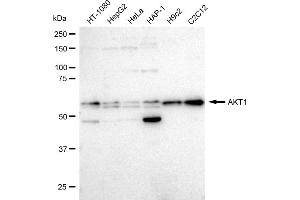 Western blotting analysis using AKT1 antibody (ABIN7800783).
