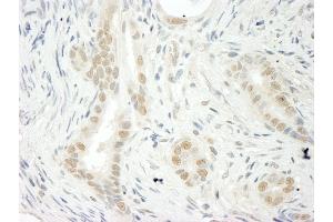 Immunohistochemistry (IHC) image for anti-THO Complex 5 (THOC5) (AA 25-75) antibody (ABIN7448832) (THO Complex 5 anticorps  (AA 25-75))
