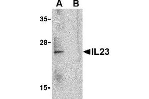 Western Blotting (WB) image for anti-Interleukin 23 (IL23) (C-Term) antibody (ABIN1030436) (IL23 anticorps  (C-Term))