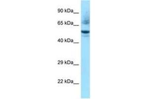 Image no. 1 for anti-Nuclear Receptor Subfamily 1, Group H, Member 3 (NR1H3) (AA 356-405) antibody (ABIN6748254)