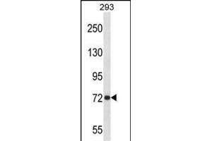 P Antibody (Center) 13689c western blot analysis in 293 cell line lysates (35 μg/lane).