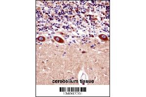 KCNA1 Antibody immunohistochemistry analysis in formalin fixed and paraffin embedded human cerebellum tissue followed by peroxidase conjugation of the secondary antibody and DAB staining.