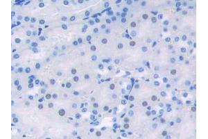 DAB staining on IHC-P; Samples: Mouse Kidney Tissue (HDGF anticorps  (AA 14-187))