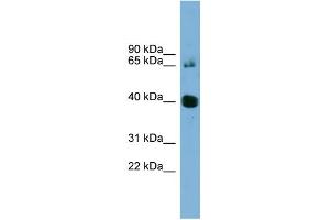 WB Suggested Anti-NODAL Antibody Titration: 0.