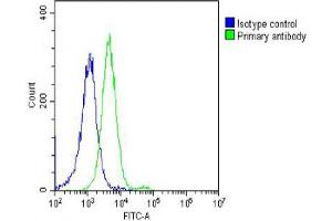 Overlay histogram showing Hela cells stained with (ABIN6242281 and ABIN6578680) (green line).