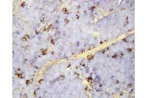 IHC-P: CXCL16 antibody testing of mouse spleen tissue (CXCL16 anticorps  (Middle Region))