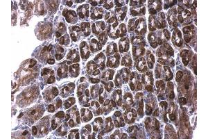 IHC-P Image ALDH6A1 antibody detects ALDH6A1 protein at cytosol on mouse stomach by immunohistochemical analysis.