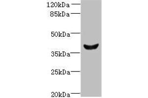 Western blot All lanes: Dlk2 antibody at 5 μg/mL + Mouse kidney tissue Secondary Goat polyclonal to rabbit IgG at 1/10000 dilution Predicted band size: 41, 46, 45 kDa Observed band size: 41 kDa (DLK2 anticorps  (AA 27-305))