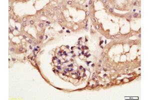 Formalin-fixed and paraffin embedded mouse kidney labeled with A Anti-phospho-GRLF1(Tyr1087) Polyclonal Antibody, Unconjugated  at 1:200 followed by conjugation to the secondary antibody and DAB staining.