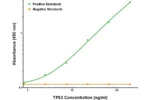 ELISA image for anti-Tumor Protein P63 (TP63) antibody (ABIN2672606) (p63 anticorps)