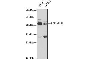 Western blot analysis of extracts of various cell lines, using ESE1/ESE1/ELF3 antibody (ABIN6130346, ABIN6140124, ABIN6140126 and ABIN6217508) at 1:1000 dilution.