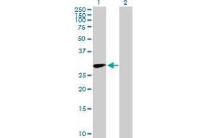 Western Blot analysis of CD83 expression in transfected 293T cell line by CD83 MaxPab polyclonal antibody. (CD83 anticorps  (AA 1-205))